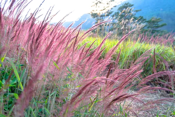 Beautiful Purple Pennisetum Setaceum Grasses Field Afternoon Sunlight Glittering Nature — Stockfoto