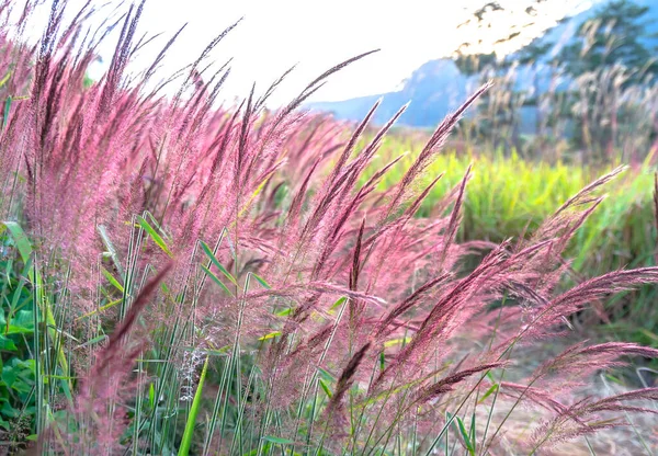 美しい紫色のペニセテウム セタセウム自然の背景がぼやけて輝く午後の日差しの中の草のフィールド — ストック写真
