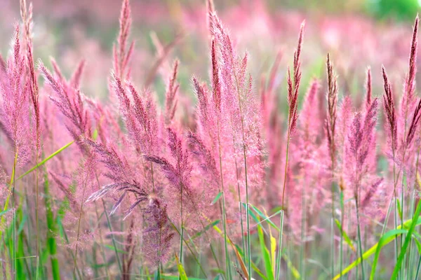 Belo Púrpura Pennisetum Setaceum Gramíneas Campo Luz Solar Tarde Brilhando — Fotografia de Stock