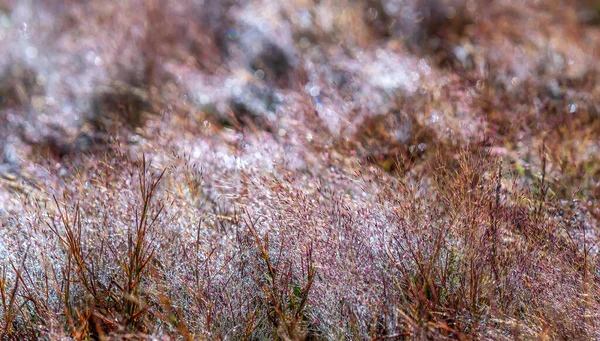 太陽の下で輝く雪を作るために草の種の露が美しい朝のピンクの草 — ストック写真