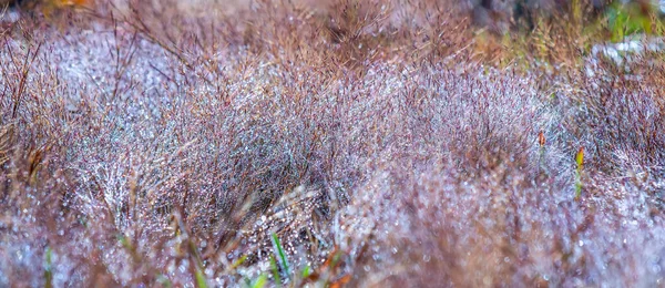 Rosafarbenes Gras Morgen Wenn Der Tau Auf Den Grassamen Den — Stockfoto