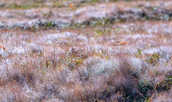太陽の下で輝く雪を作るために草の種の露が美しい朝のピンクの草 — ストック写真