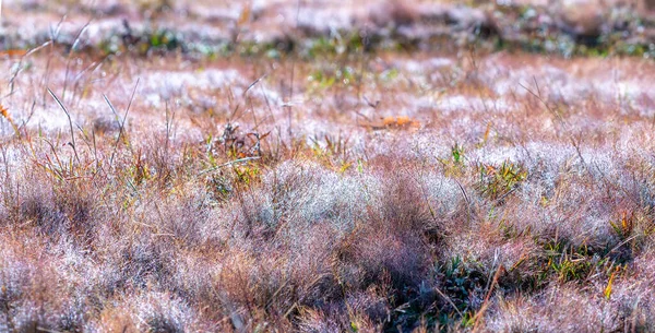 太陽の下で輝く雪を作るために草の種の露が美しい朝のピンクの草 — ストック写真