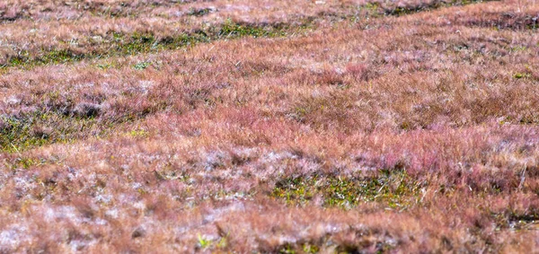 Rosafarbenes Gras Morgen Wenn Der Tau Auf Den Grassamen Den — Stockfoto