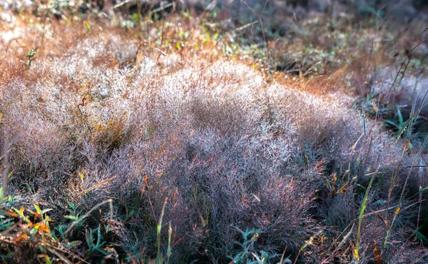 Rosafarbenes Gras Morgen Wenn Der Tau Auf Den Grassamen Den — Stockfoto