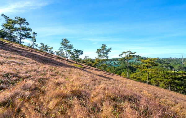 Field Snow Grass Pine Hill Morning Welcome Peaceful New Day — Fotografia de Stock