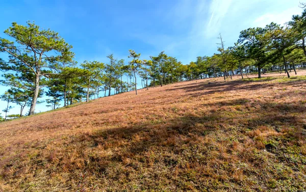 Da Lat, Vietnam yakınlarındaki dağlık arazide huzur dolu yeni bir güne hoş geldin demek için sabahın köründe bir çam tepesinde çim çimeni.