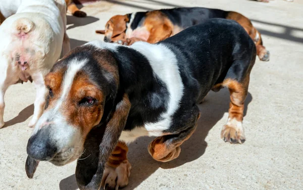 가축화 동물의 사냥개 Basset Hound 프랑스에서 사냥개이다 냄새를 사냥하는 개인데 — 스톡 사진