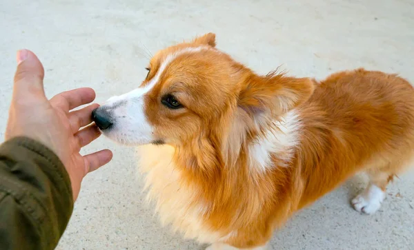 The human hand caressing Icelandic Sheep dog is the most loyal and closest animal to humans