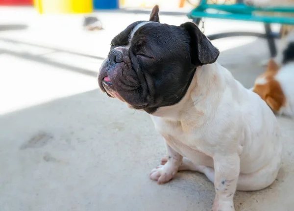 Bulldogge Porträt Domestiziertem Haustier Sie Haben Ein Schlaffes Gesicht Und — Stockfoto