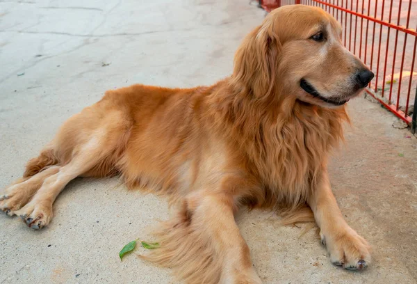 The Golden Retriever in domesticated pet is a medium sized dog. Belonging to the active, playful dog family, they are very loyal and intelligent also known as hunting dogs or retrievers.