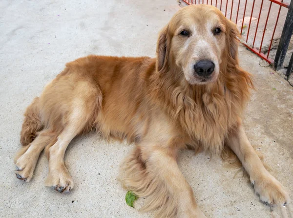 Evcil hayvandaki Golden Retriever orta büyüklükte bir köpektir. Aktif, oyuncu köpek ailesine mensuplar. Çok sadık ve zekiler. Ayrıca av köpekleri ve av köpekleri olarak da bilinirler..
