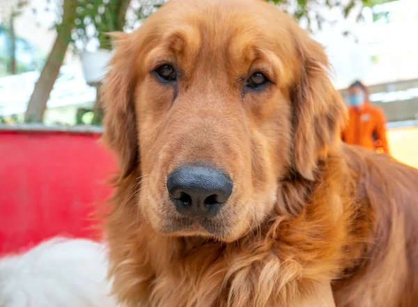 The Golden Retriever in domesticated pet is a medium sized dog. Belonging to the active, playful dog family, they are very loyal and intelligent also known as hunting dogs or retrievers.