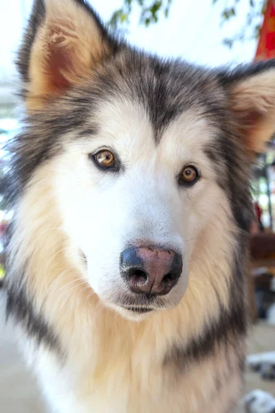 Alaska Malamute Evcil Hayvan Köpek Portresi Onlar Çok Dost Canlısı — Stok fotoğraf