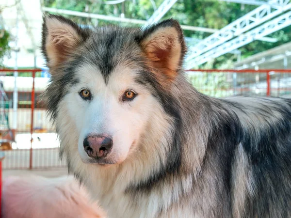 Alaska Malamute Evcil Hayvan Köpek Portresi Onlar Çok Dost Canlısı — Stok fotoğraf