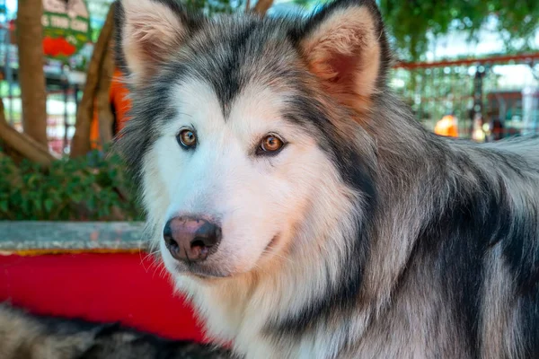 Aljaška Malamute Psí Portrét Domácím Mazlíčkovi Jsou Velmi Přátelské Dobré — Stock fotografie