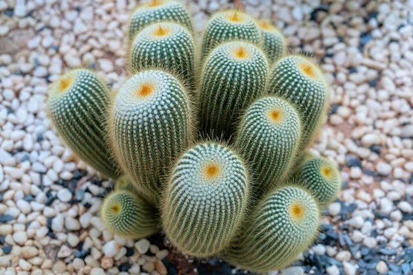 Cactus Succulent Flowerbeds Plant Garden Species Cactus Family Resistant Extreme — 图库照片
