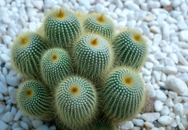 Cactus Succulent Flowerbeds Plant Garden Species Cactus Family Resistant Extreme — Stock Photo, Image