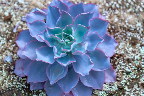 Cactus Plantas Suculentas Canteiros Jardim Esta Uma Espécie Família Cactos — Fotografia de Stock