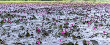 Fields water lilies bloom season in a large flooded lagoon. Flowers grow naturally when the flood water is high, represent the purity, simplicity