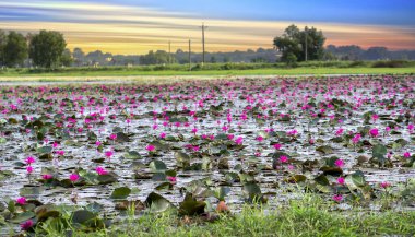 Fields water lilies bloom season in a large flooded lagoon. Flowers grow naturally when the flood water is high, represent the purity, simplicity
