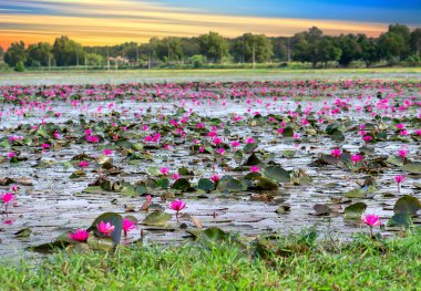 Fields water lilies bloom season in a large flooded lagoon. Flowers grow naturally when the flood water is high, represent the purity, simplicity