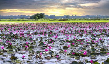 Fields water lilies bloom season in a large flooded lagoon. Flowers grow naturally when the flood water is high, represent the purity, simplicity