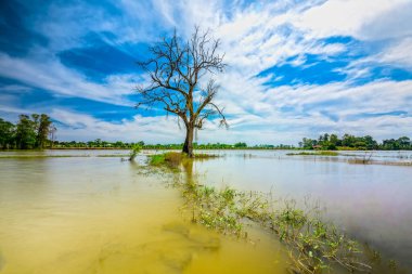 Silhouette of ancient Ficus racemosa tree in a flooded field in the flood season brings alluvium to the upcoming rice crops in the countryside of Vietnam