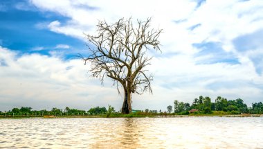 Silhouette of ancient Ficus racemosa tree in a flooded field in the flood season brings alluvium to the upcoming rice crops in the countryside of Vietnam