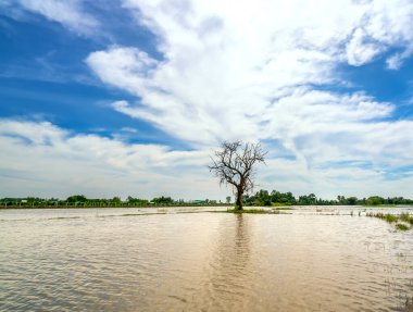 Silhouette of ancient Ficus racemosa tree in a flooded field in the flood season brings alluvium to the upcoming rice crops in the countryside of Vietnam