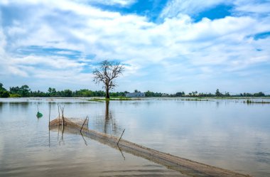 Silhouette of ancient Ficus racemosa tree in a flooded field in the flood season brings alluvium to the upcoming rice crops in the countryside of Vietnam