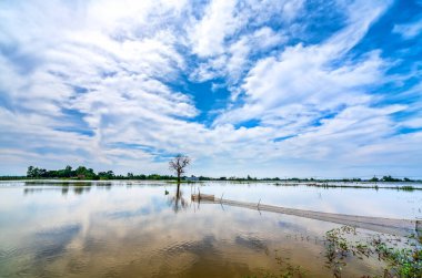 Silhouette of ancient Ficus racemosa tree in a flooded field in the flood season brings alluvium to the upcoming rice crops in the countryside of Vietnam