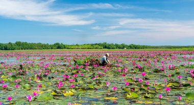 Tay Ninh, Vietnam - December 8th, 2021: A farmer is harvesting water lily in a flooded field on a winter morning, this is his daily livelihood to support his family in Tay Ninh, Vietnam