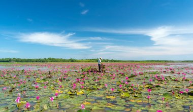 Tay Ninh, Vietnam - December 8th, 2021: A farmer is harvesting water lily in a flooded field on a winter morning, this is his daily livelihood to support his family in Tay Ninh, Vietnam
