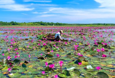 Tay Ninh, Vietnam - December 8th, 2021: A farmer is harvesting water lily in a flooded field on a winter morning, this is his daily livelihood to support his family in Tay Ninh, Vietnam