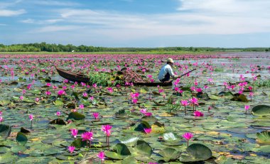 Tay Ninh, Vietnam - December 8th, 2021: A farmer is harvesting water lily in a flooded field on a winter morning, this is his daily livelihood to support his family in Tay Ninh, Vietnam