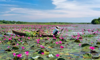 Tay Ninh, Vietnam - December 8th, 2021: A farmer is harvesting water lily in a flooded field on a winter morning, this is his daily livelihood to support his family in Tay Ninh, Vietnam