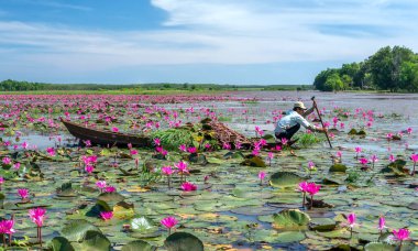 Tay Ninh, Vietnam - December 8th, 2021: A farmer is harvesting water lily in a flooded field on a winter morning, this is his daily livelihood to support his family in Tay Ninh, Vietnam