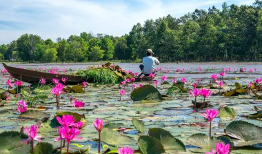 Tay Ninh, Vietnam - December 8th, 2021: A farmer is harvesting water lily in a flooded field on a winter morning, this is his daily livelihood to support his family in Tay Ninh, Vietnam