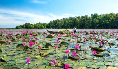 Tay Ninh, Vietnam - December 8th, 2021: A farmer is harvesting water lily in a flooded field on a winter morning, this is his daily livelihood to support his family in Tay Ninh, Vietnam