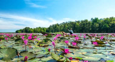 Tay Ninh, Vietnam - December 8th, 2021: A farmer is harvesting water lily in a flooded field on a winter morning, this is his daily livelihood to support his family in Tay Ninh, Vietnam