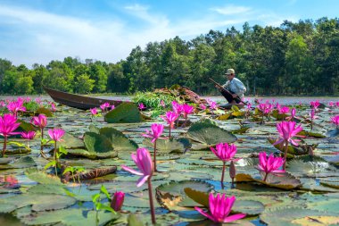 Tay Ninh, Vietnam - December 8th, 2021: A farmer is harvesting water lily in a flooded field on a winter morning, this is his daily livelihood to support his family in Tay Ninh, Vietnam