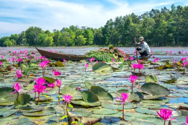Tay Ninh, Vietnam - December 8th, 2021: A farmer is harvesting water lily in a flooded field on a winter morning, this is his daily livelihood to support his family in Tay Ninh, Vietnam