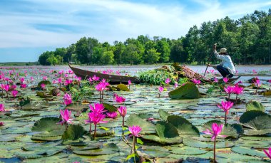 Tay Ninh, Vietnam - December 8th, 2021: A farmer is harvesting water lily in a flooded field on a winter morning, this is his daily livelihood to support his family in Tay Ninh, Vietnam