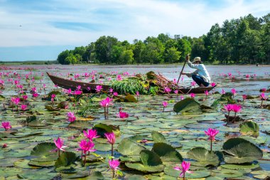 Tay Ninh, Vietnam - December 8th, 2021: A farmer is harvesting water lily in a flooded field on a winter morning, this is his daily livelihood to support his family in Tay Ninh, Vietnam