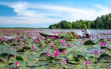 Tay Ninh, Vietnam - December 8th, 2021: A farmer is harvesting water lily in a flooded field on a winter morning, this is his daily livelihood to support his family in Tay Ninh, Vietnam