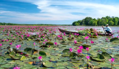 Tay Ninh, Vietnam - December 8th, 2021: A farmer is harvesting water lily in a flooded field on a winter morning, this is his daily livelihood to support his family in Tay Ninh, Vietnam