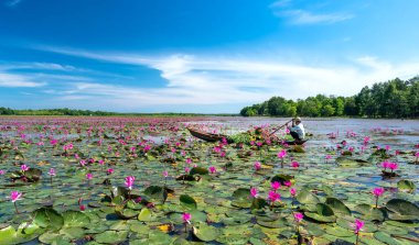 Tay Ninh, Vietnam - December 8th, 2021: A farmer is harvesting water lily in a flooded field on a winter morning, this is his daily livelihood to support his family in Tay Ninh, Vietnam