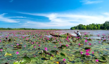 Tay Ninh, Vietnam - December 8th, 2021: A farmer is harvesting water lily in a flooded field on a winter morning, this is his daily livelihood to support his family in Tay Ninh, Vietnam