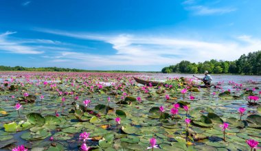 Tay Ninh, Vietnam - December 8th, 2021: A farmer is harvesting water lily in a flooded field on a winter morning, this is his daily livelihood to support his family in Tay Ninh, Vietnam